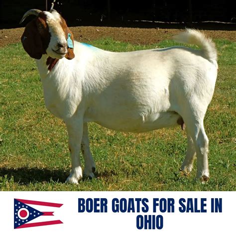 Boer goats for sale in ohio - Feb 23, 2022 · Speaking of breeds, there are several different ones used for meat goat farming. Some of the common meat goat breeds are Boer, Spanish, Cabrito, Kiko, and Nubian. Boer goats are considered the premier meat producing goat. At one time Spanish goats were revered as best, but have since fallen 2nd to Boer goats in the meat production category. 